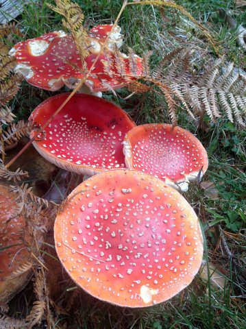 Amanita muscar